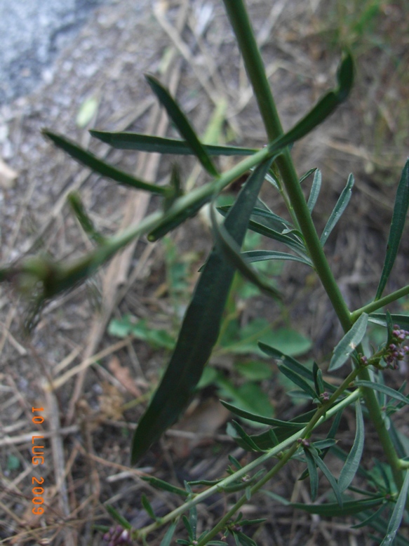 Lepidium graminifolium